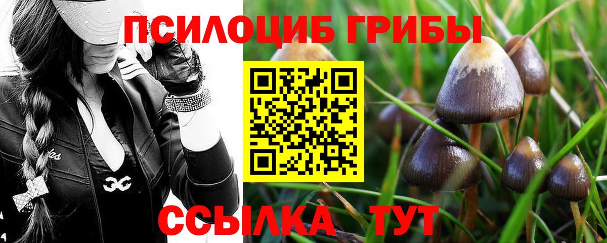 Псилоцибиновые грибы Psilocybe  Курганинск 